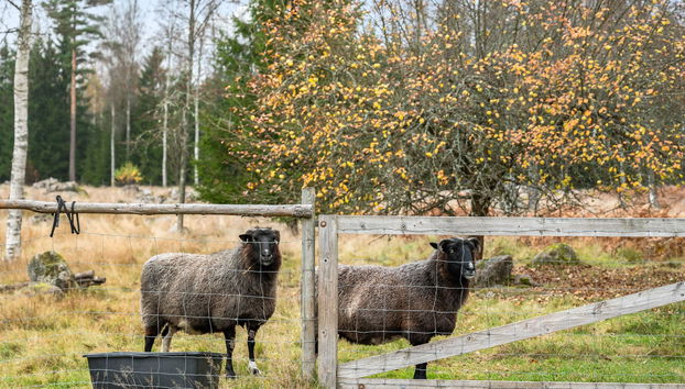 Haus mit 3 Schlafzimmern in Eringsboda mit garten - Foto 2