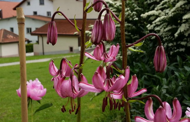 Apartamento de 1 quarto em Les Breuleux com piscina - Foto 5