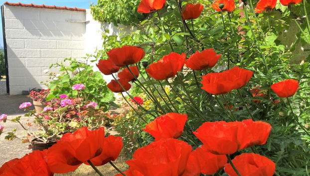 Haus mit 3 Schlafzimmern in Tranekær mit terrasse - Foto 4