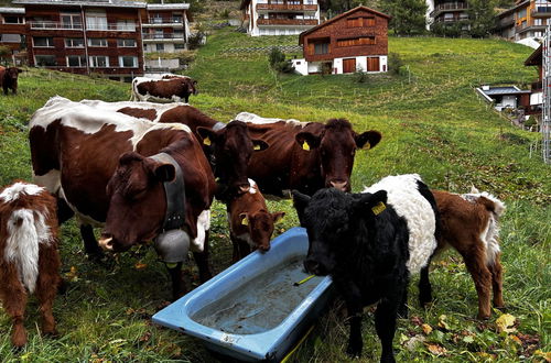 Foto 31 - Apartamento de 1 quarto em Saas-Fee com sauna e banheira de hidromassagem