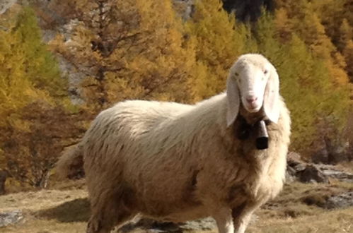 Foto 44 - Appartamento con 1 camera da letto a Saas-Fee con sauna e vasca idromassaggio