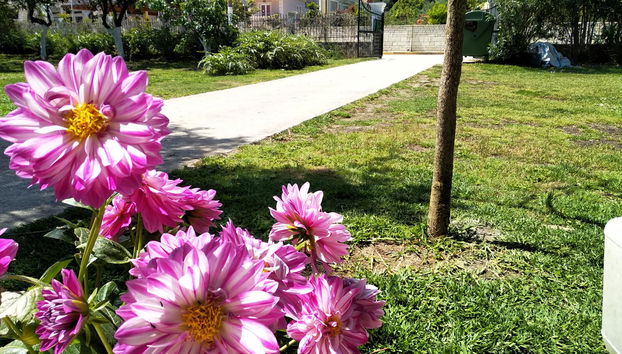 Ever Green - Foto 4