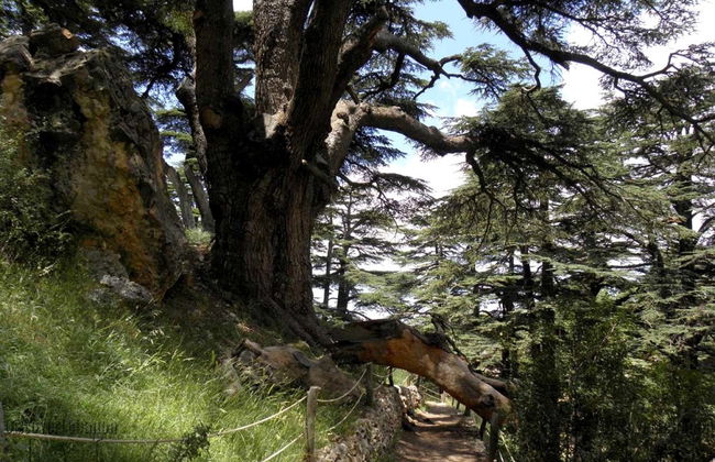 Senderismo por los Bosques de Cedros - Foto 3