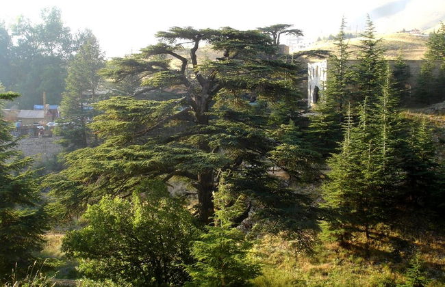 Senderismo por los Bosques de Cedros - Foto 2