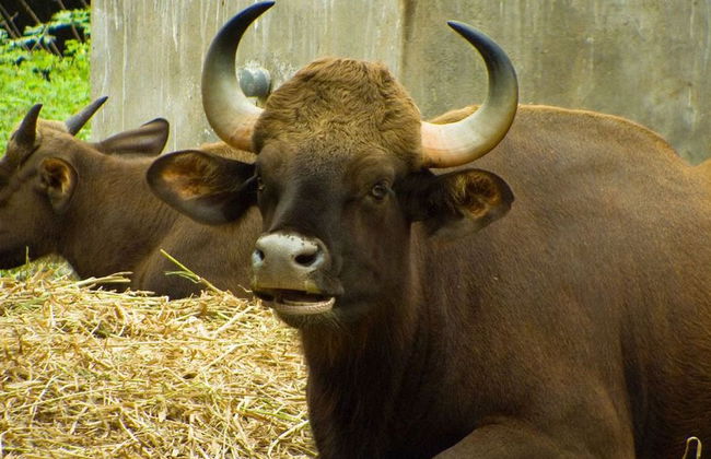 Excursión al Vandaloor Zoo - Tour Privado - Foto 4
