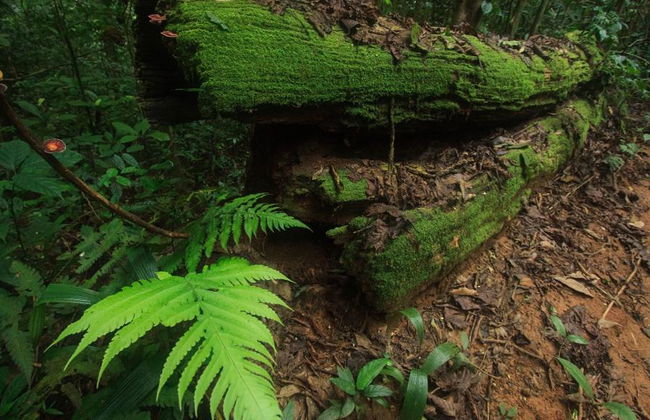 Khao Lak Off Road Safari - Photo 6