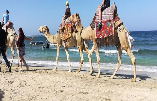 Visita al Mercado de Camellos en Shalateen y Wadi El Qulaan - Foto 2