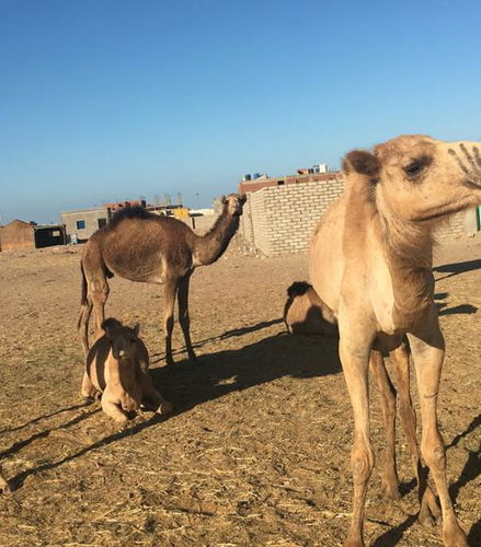 Foto de Visita al Mercado de Camellos en Shalateen y Wadi El Qulaan