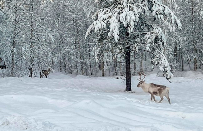 Haus mit 2 Schlafzimmern in Rovaniemi - Foto 27