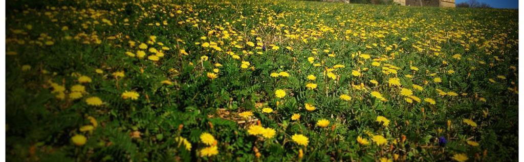 Les Grandes Mollières - Foto 1