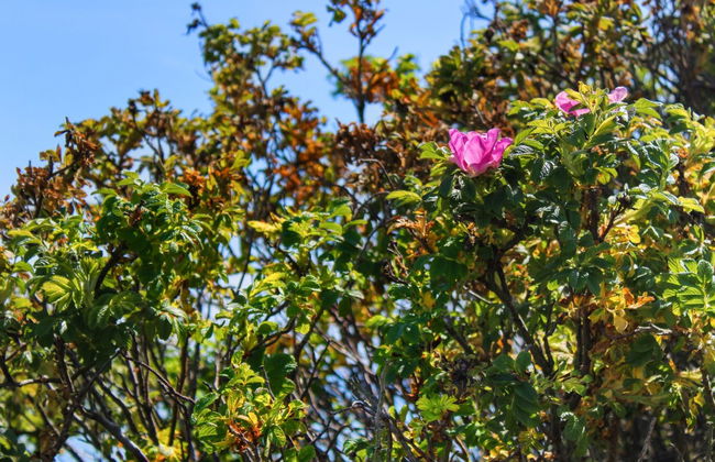 "Edmer" - 50m from the sea - Foto 4