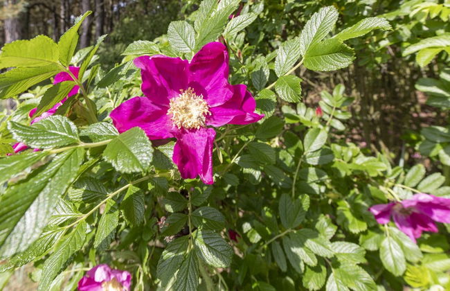 "Friis" - 200m from the sea - Foto 3