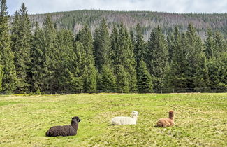 Foto 59 - Haus mit 7 Schlafzimmern in Pec pod Sněžkou mit terrasse