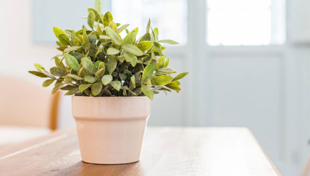 Apartamentos Suites Santa Cruz - Foto 5