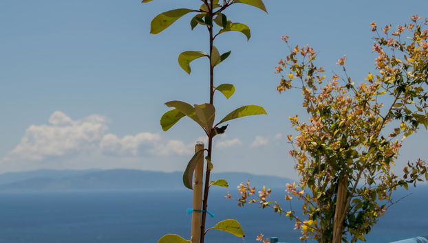 Diana Studios - Foto 2