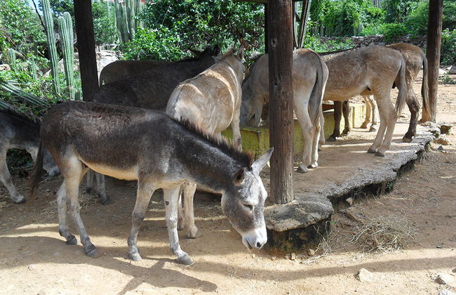 Conociendo la fauna de Aruba - Foto 2