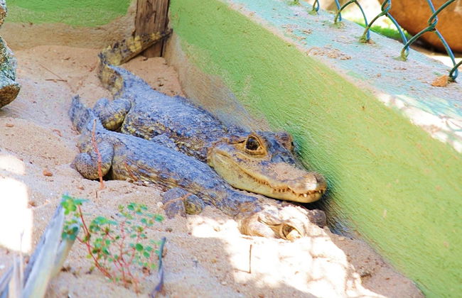 Conociendo la fauna de Aruba - Foto 3