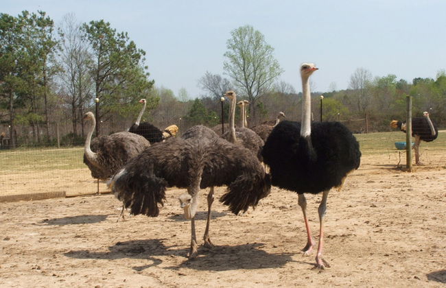 Conociendo la fauna de Aruba - Foto 4