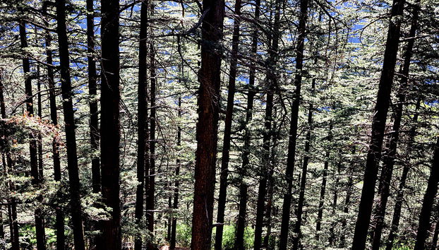 Discover Cedars of Lebanon, Bcharre and Qozhaya - Full-Day Tour - Photo 2