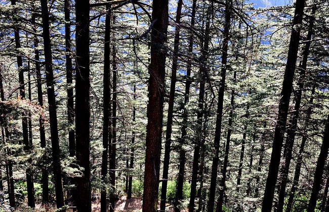 Discover Cedars of Lebanon, Bcharre and Qozhaya - Full-Day Tour - Photo 2