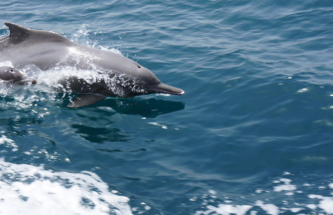 Crucero con delfines - Foto 6