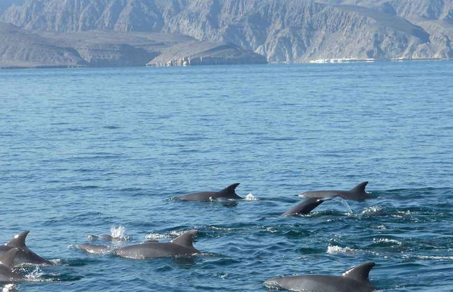Crucero con delfines - Foto 3