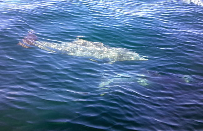 Crucero con delfines - Foto 2