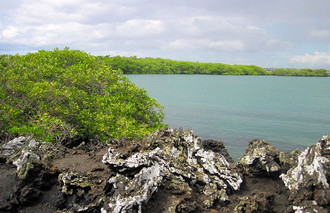 Excursión a Bahía Tintoreras - Foto 4