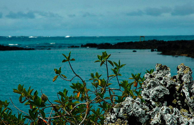 Excursión a Bahía Tintoreras - Foto 3
