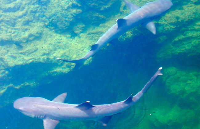 Excursión a Bahía Tintoreras - Foto 2