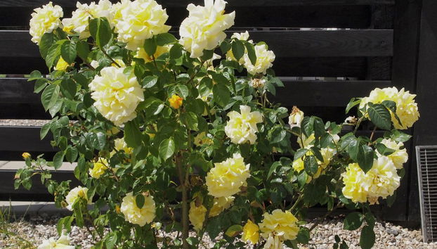 Maison de 3 chambres à Egernsund avec terrasse - Photo 3