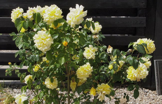 Haus mit 3 Schlafzimmern in Egernsund mit terrasse - Foto 3