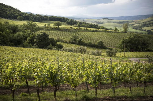Photo 16 - Altarocca Wine Resort