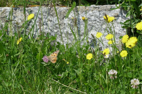 Photo 16 - Maison en Serravalle avec jardin et vues sur la montagne