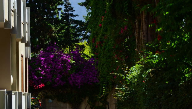 Residenza Gli Eucalipti - Photo 2