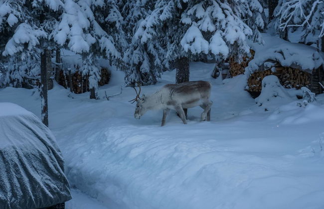 Haus mit 3 Schlafzimmern in Kuusamo mit sauna - Foto 33