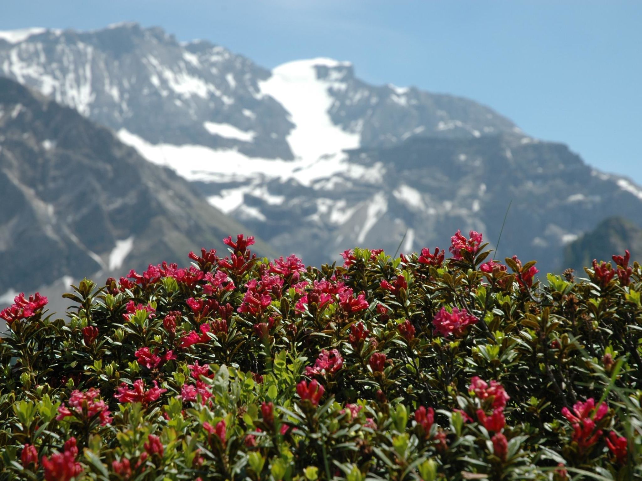 Foto 9 - Apartamento de 1 quarto em Adelboden com jardim