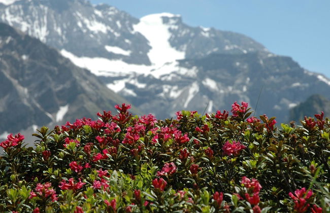 Apartamento de 1 quarto em Adelboden com jardim - Foto 9