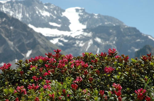 Photo 9 - Appartement de 1 chambre à Adelboden avec jardin