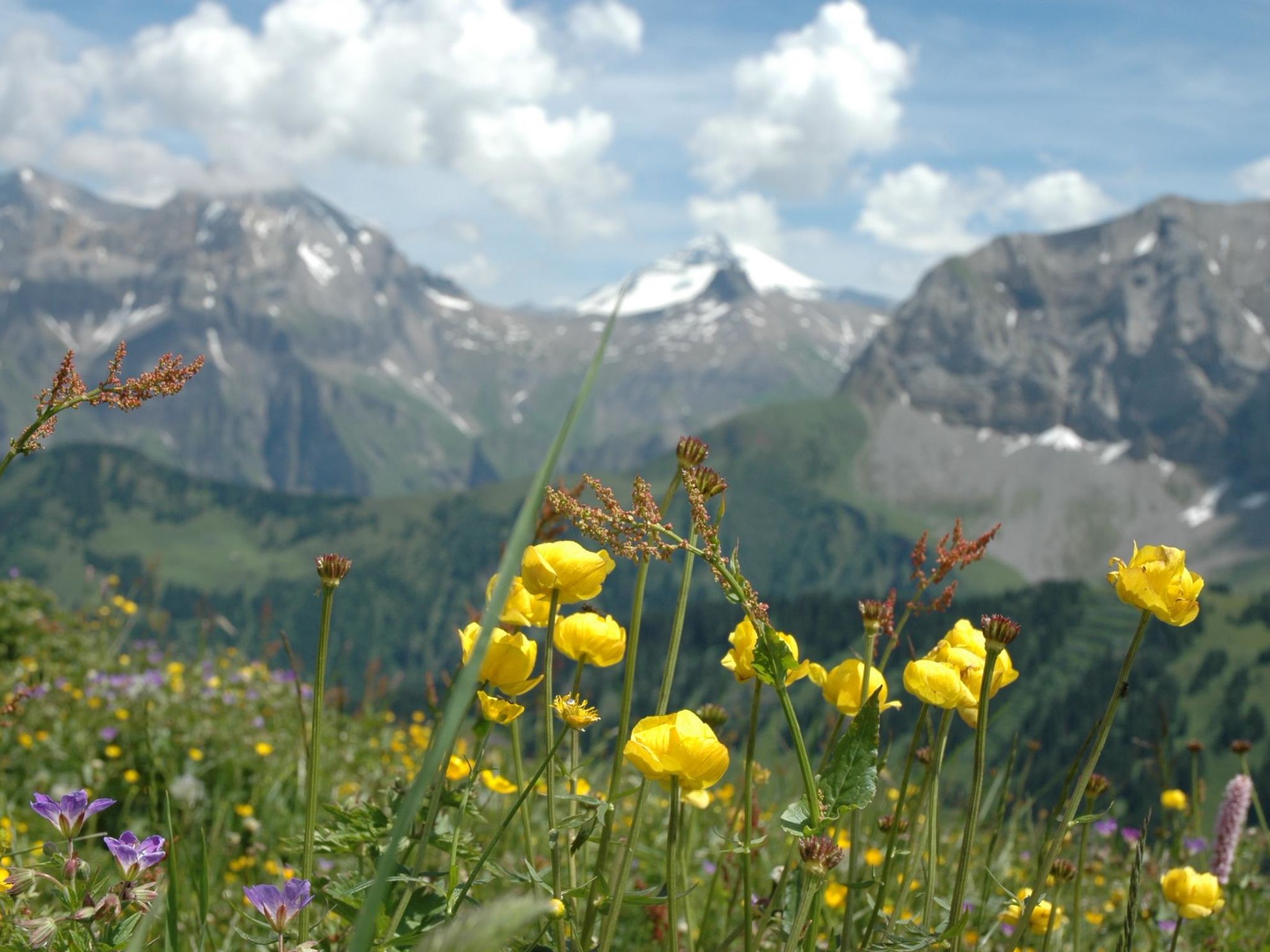 Foto 8 - Apartamento de 1 habitación en Adelboden con jardín