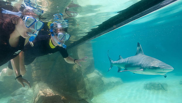 Discovery Cove - Foto 3