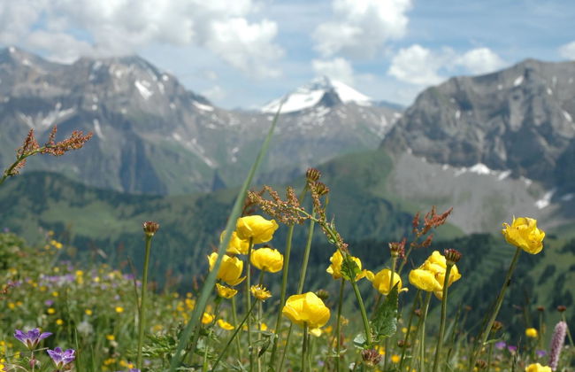 Apartamento de 1 quarto em Adelboden com jardim - Foto 8
