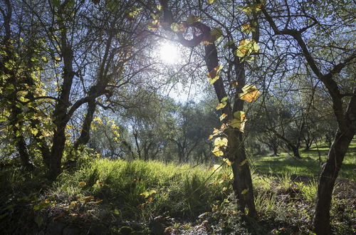 Foto 11 - Fattoria Il Milione