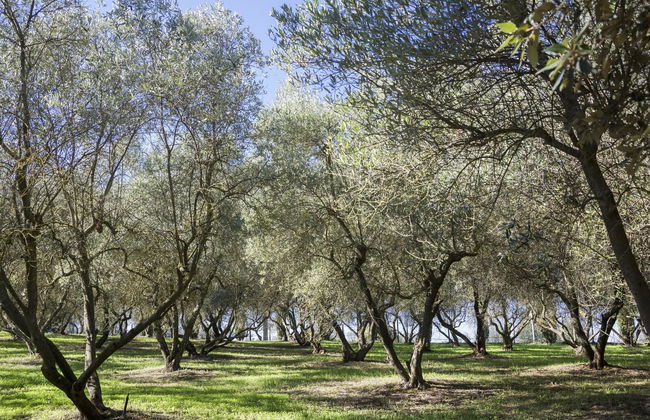 Fattoria Il Milione - Photo 12