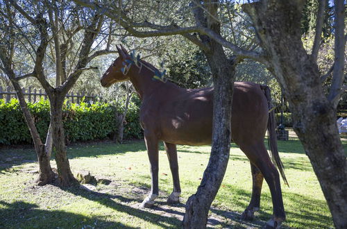 Foto 6 - Fattoria Il Milione