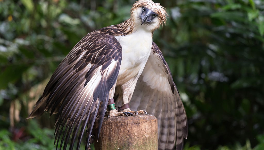 Visita al centro del águila monera de Filipinas y al Malagos Resort - Foto 1