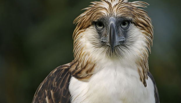 Visita al centro del águila monera de Filipinas y al Malagos Resort - Foto 3