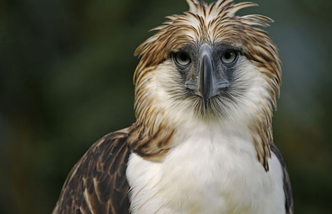 Visita al centro del águila monera de Filipinas y al Malagos Resort - Foto 3