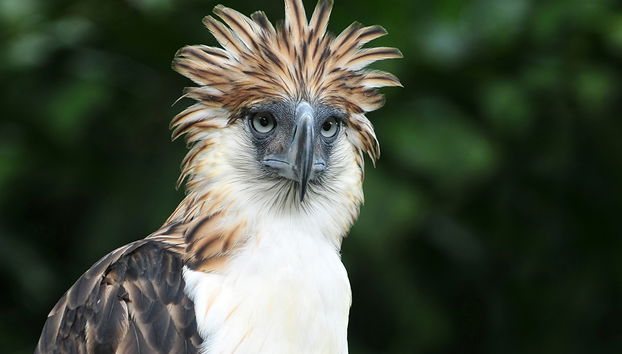 Visita al centro del águila monera de Filipinas y al Malagos Resort - Foto 2