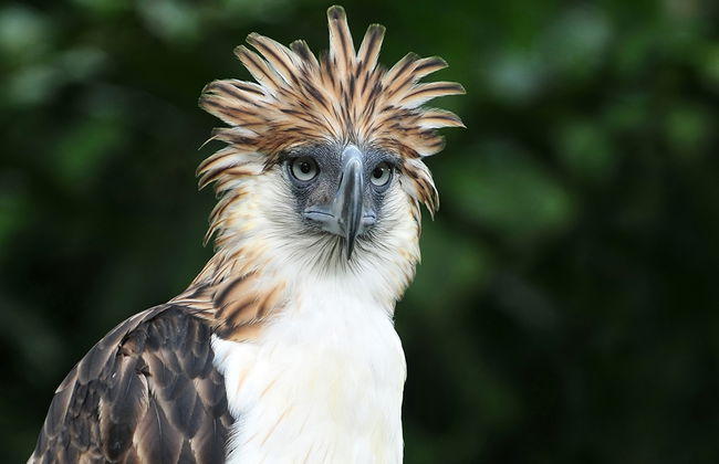 Visita al centro del águila monera de Filipinas y al Malagos Resort - Foto 2